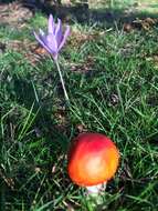 Image of Autumn crocus