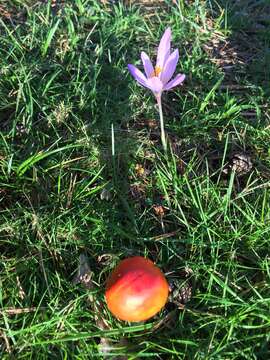 Image of Autumn crocus