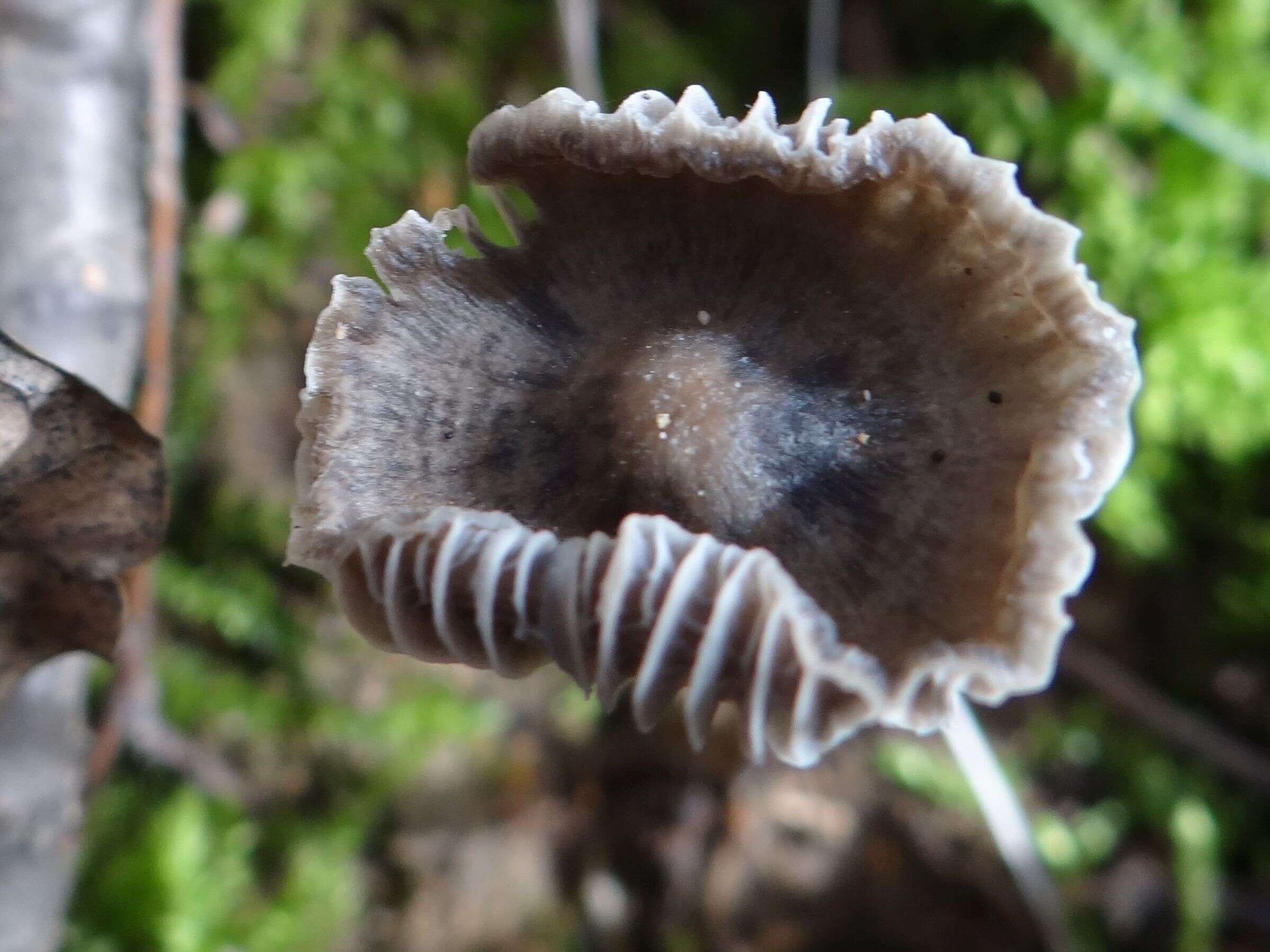 Image of Mycena aetites (Fr.) Quél. 1872