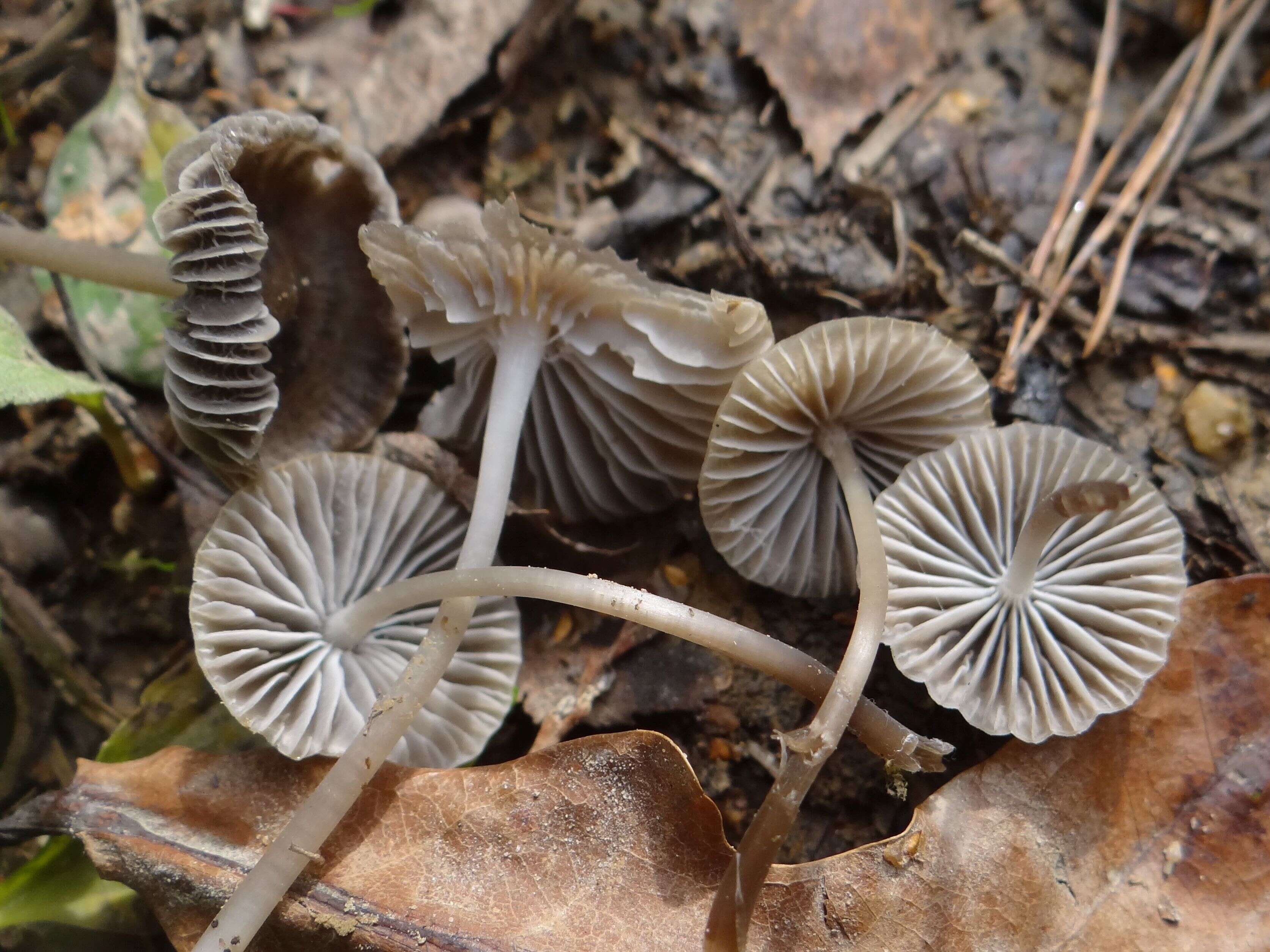 Image of Mycena aetites (Fr.) Quél. 1872