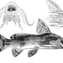 Слика од Synodontis smiti Boulenger 1902
