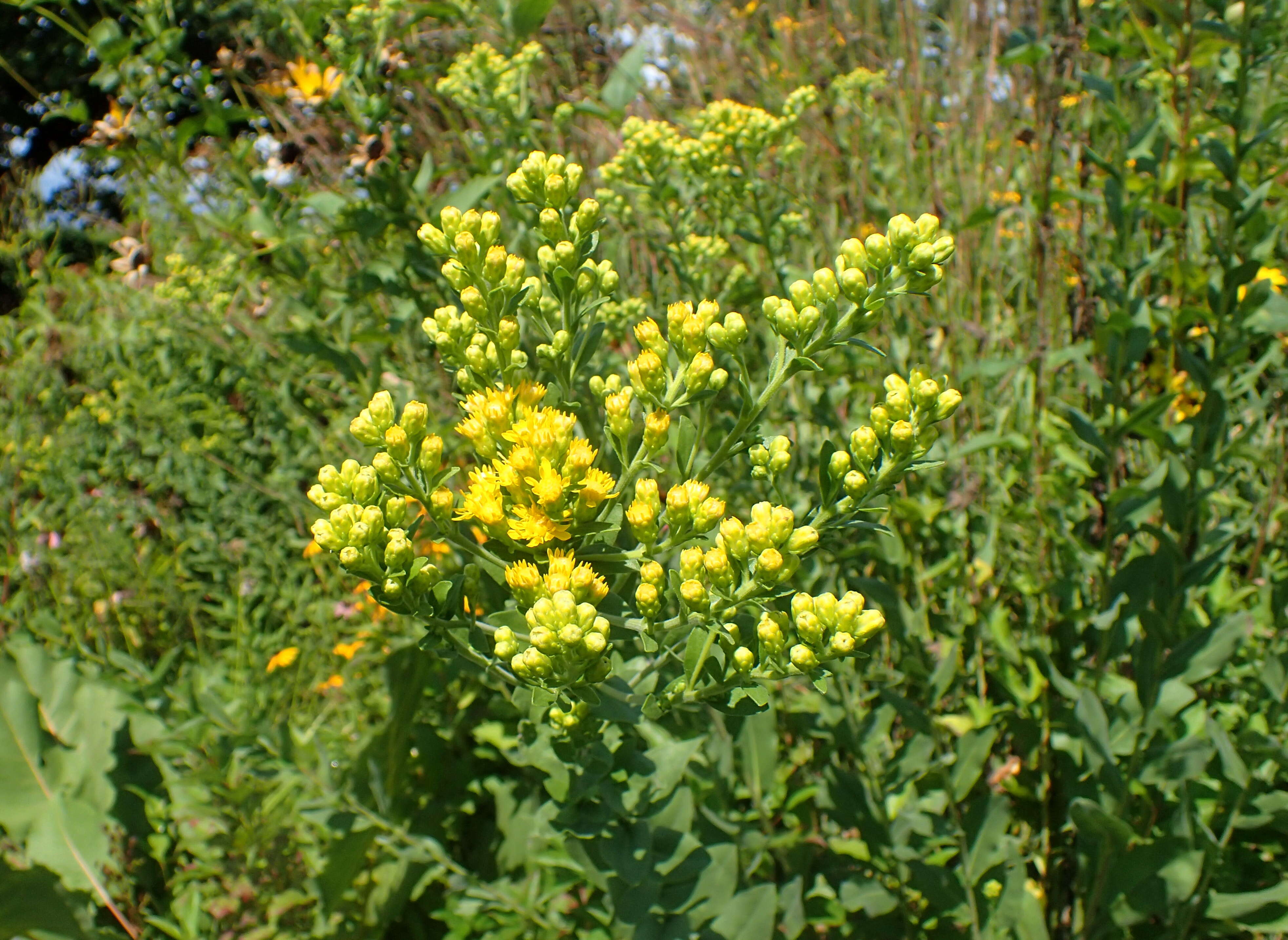 Слика од Solidago rigida L.