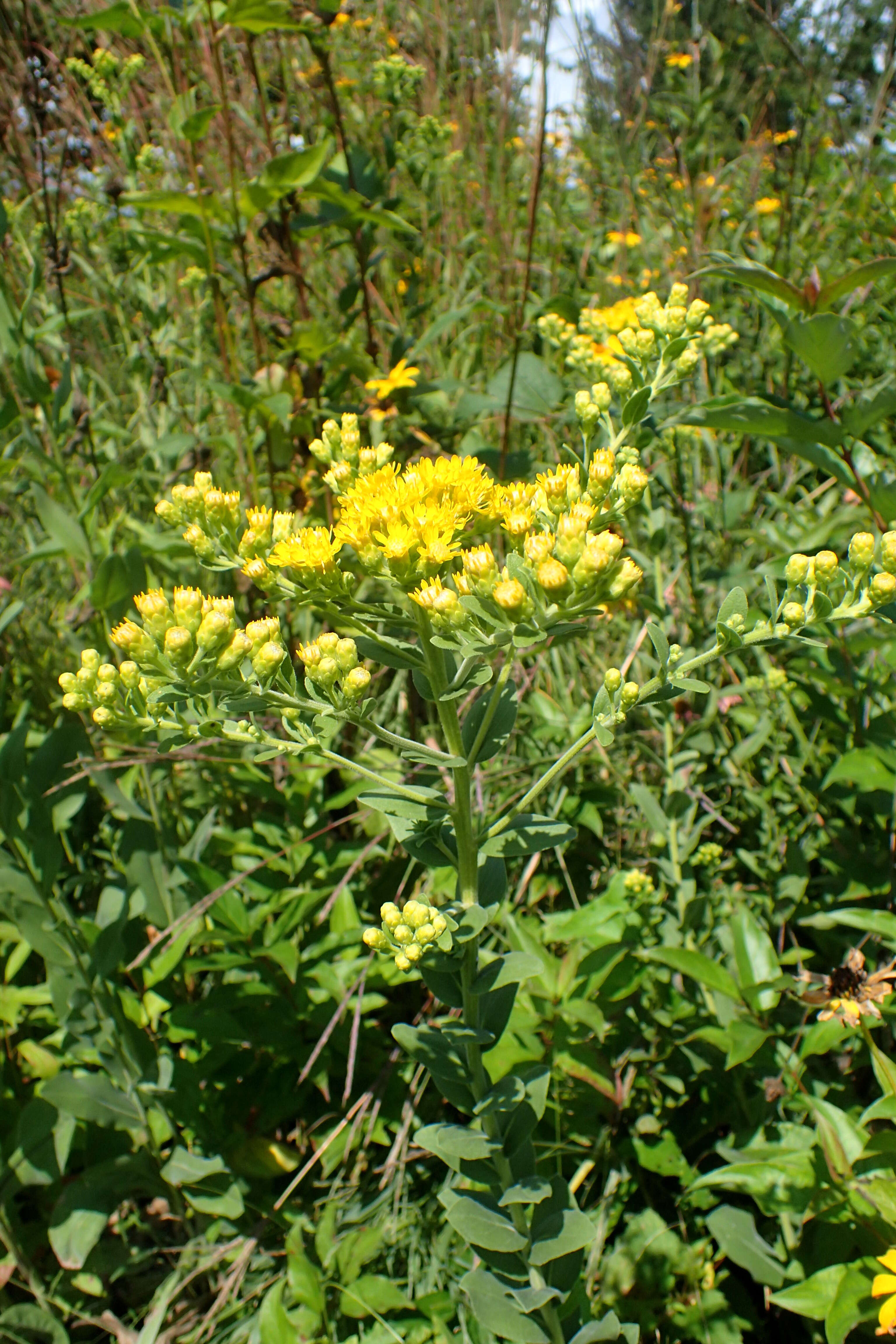 Слика од Solidago rigida L.