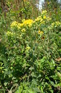 Слика од Solidago rigida L.