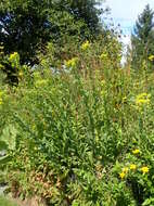 Слика од Solidago rigida L.