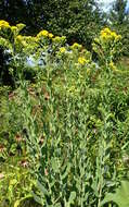 Слика од Solidago rigida L.