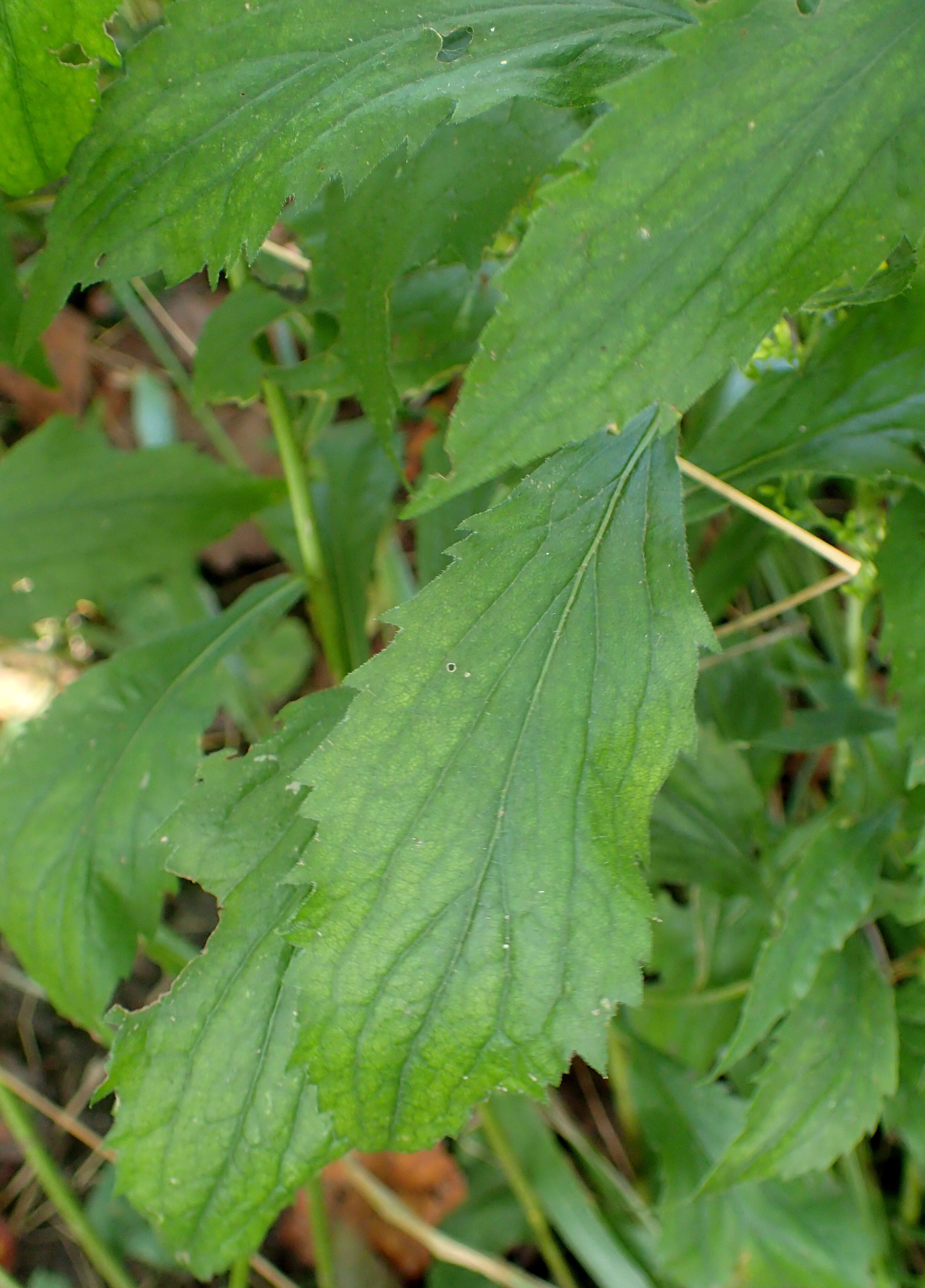 Image of elmleaf goldenrod