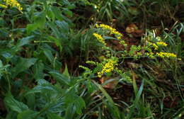 Image of elmleaf goldenrod