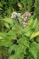 Image of American feverfew