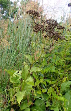 Image of American feverfew