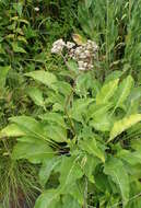 Image of American feverfew