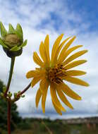 Silphium terebinthinaceum Jacq. resmi