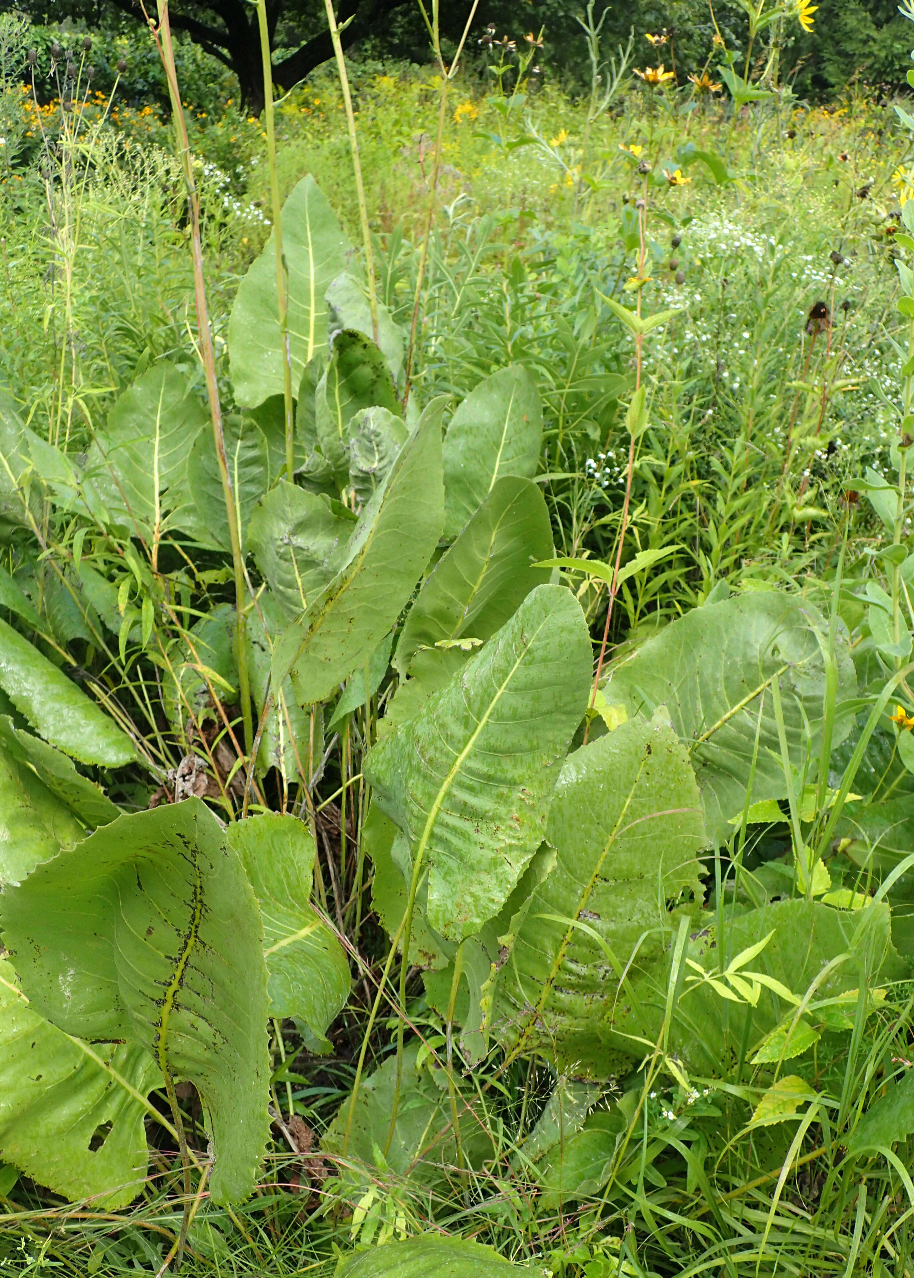 Silphium terebinthinaceum Jacq. resmi