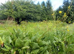 Silphium terebinthinaceum Jacq. resmi