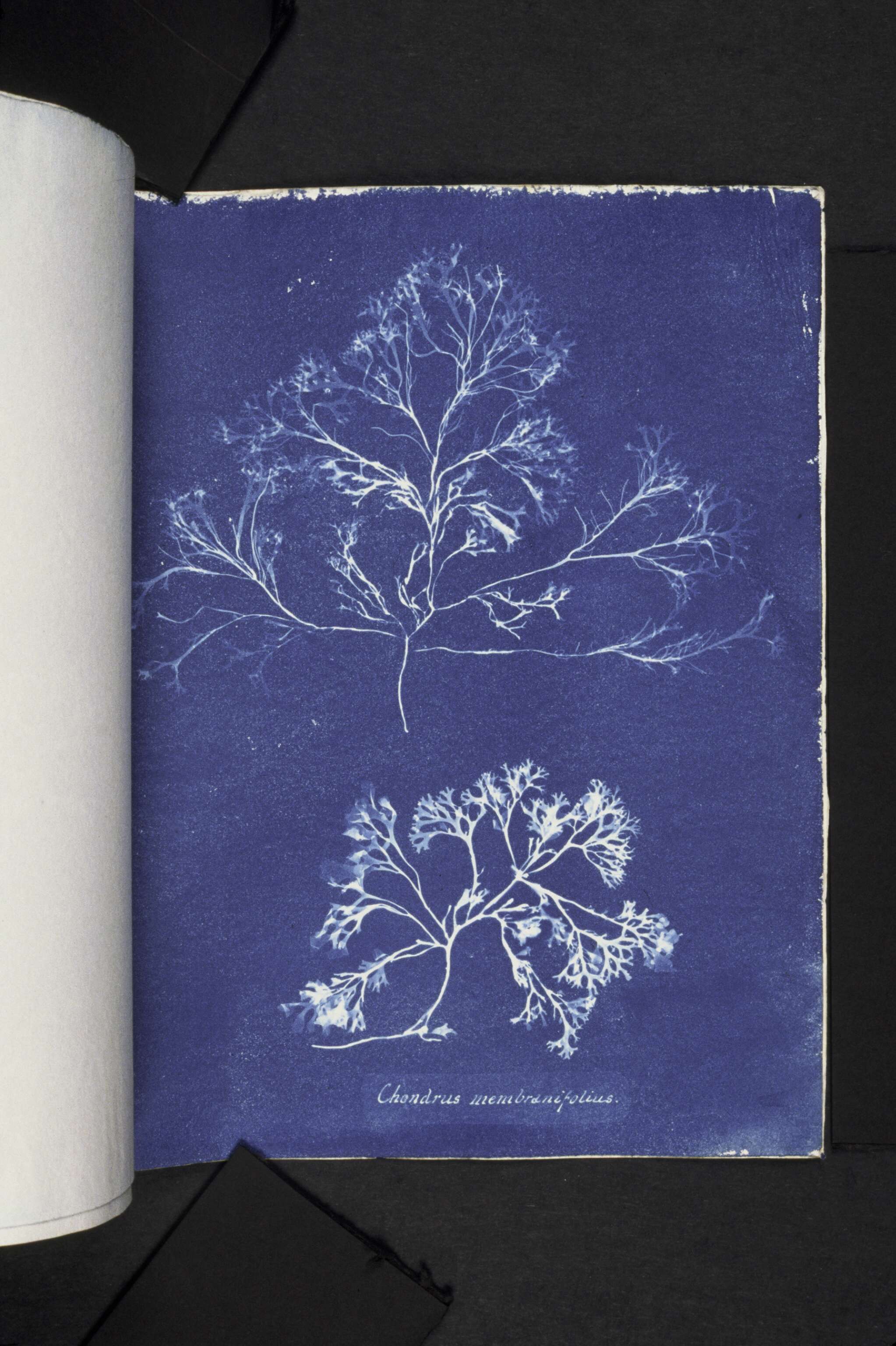 Image of Phyllophora pseudoceranoides (S. G. Gmelin) Newroth & A. R. A. Taylor 1971