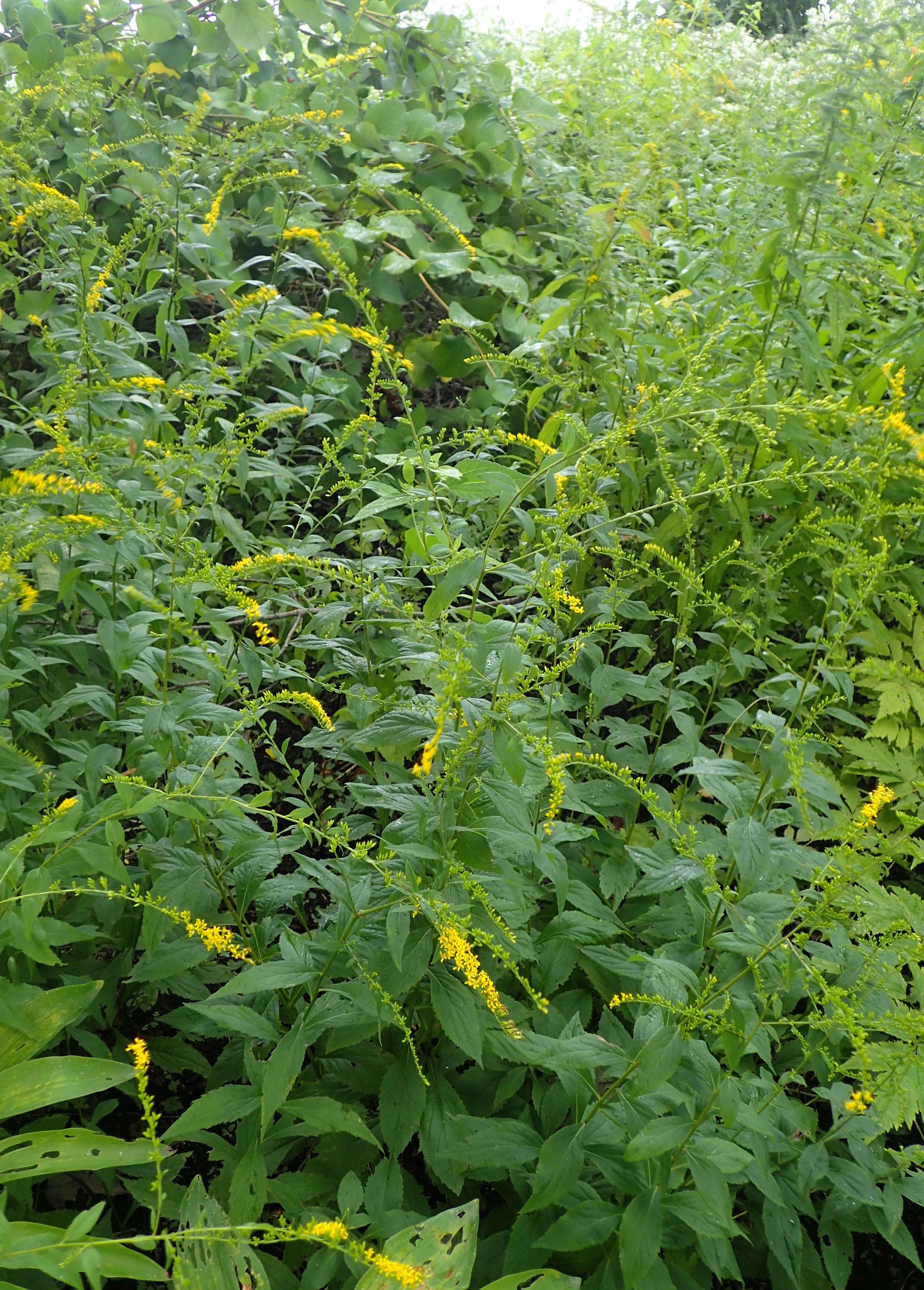 Image of elmleaf goldenrod