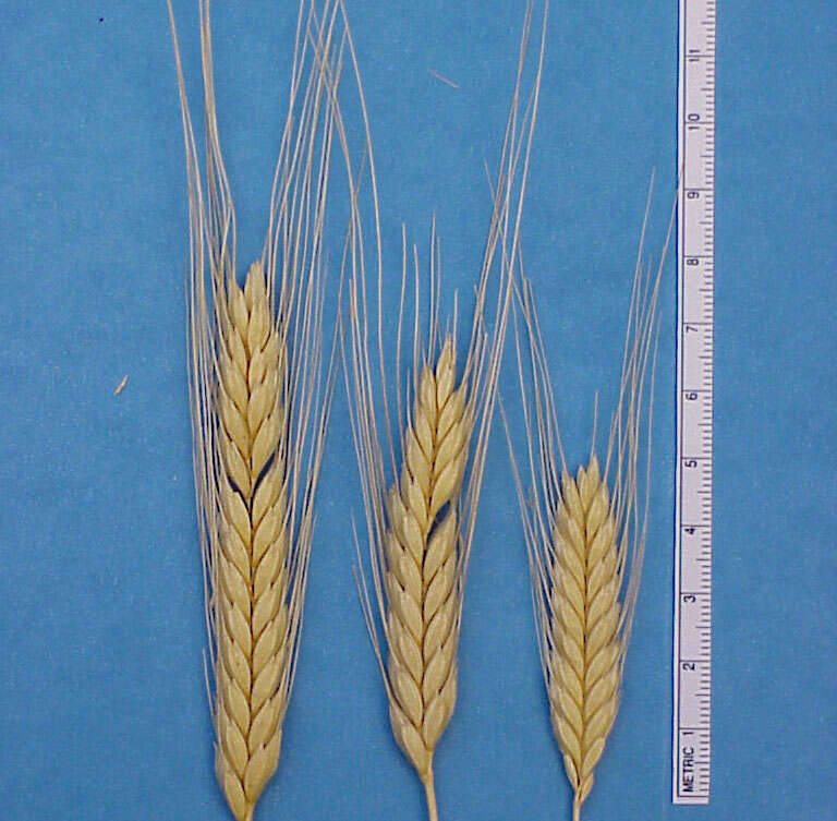 Image of einkorn wheat