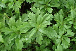 Image of Japanese pachysandra