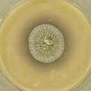 صورة Aspergillus keratitidis (Wei L. Chen, Y. M. Ju, H. M. Hsieh, H. Y. Lin & F. R. Hu) Zalar & Wei L. Chen 2017