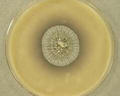 Image of Aspergillus keratitidis (Wei L. Chen, Y. M. Ju, H. M. Hsieh, H. Y. Lin & F. R. Hu) Zalar & Wei L. Chen 2017