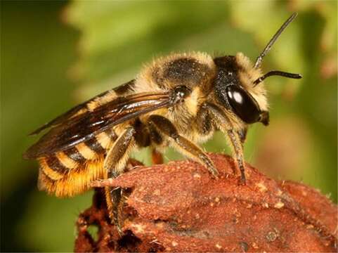 Image of Megachilini