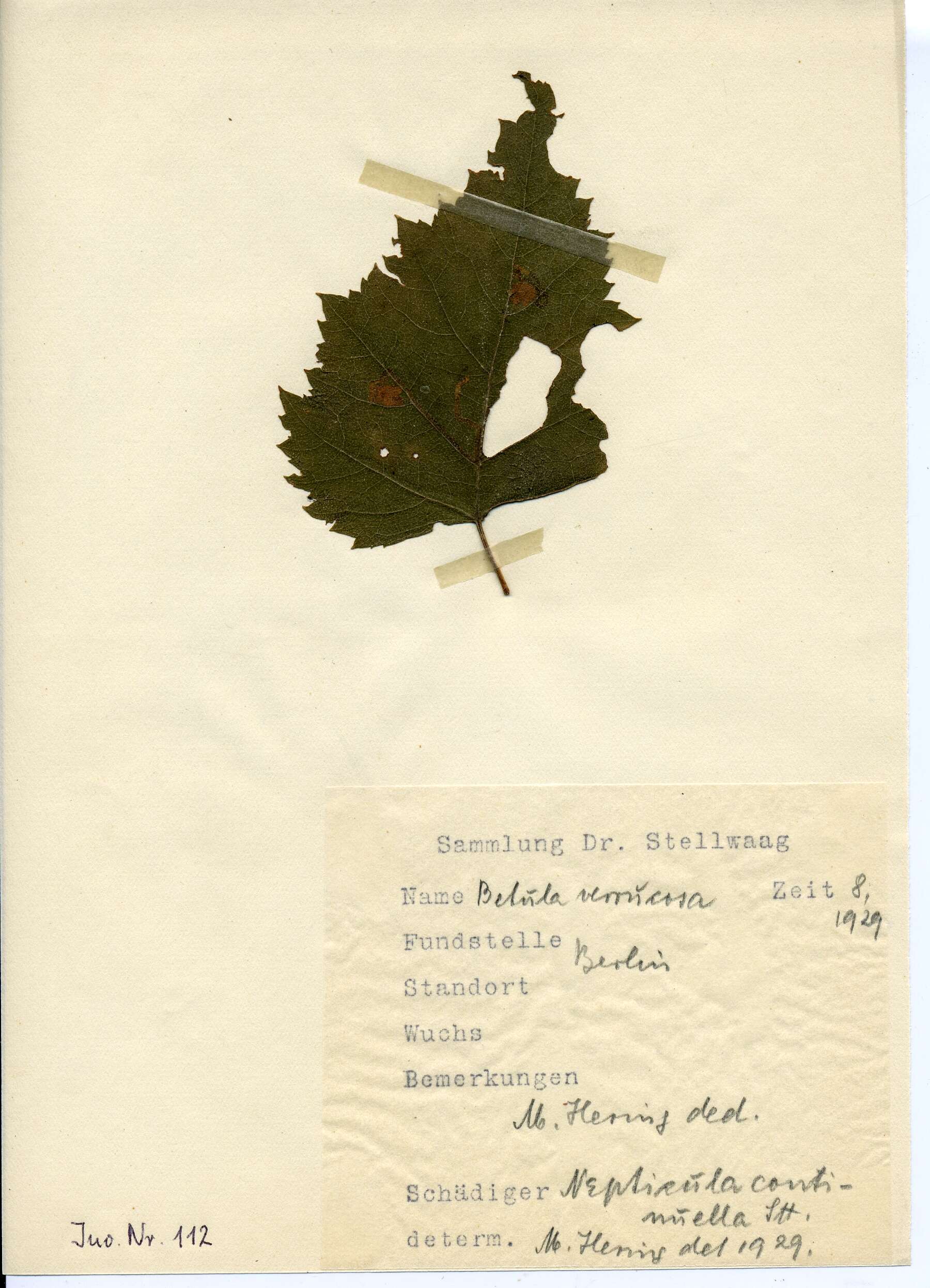 صورة Stigmella continuella (Stainton 1856) Fletcher et al. 1945