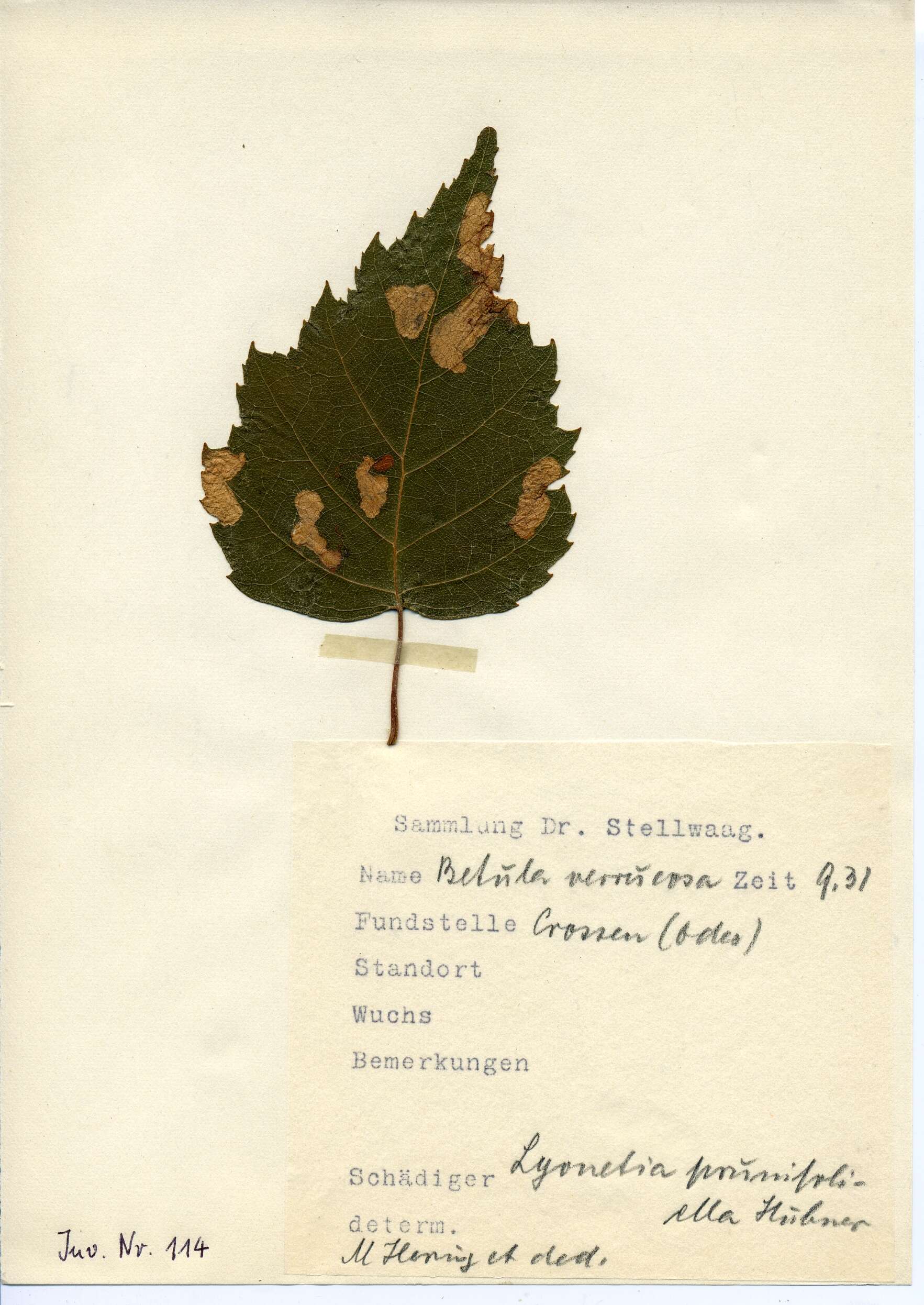 Image of Lyonetia prunifoliella Hübner 1796