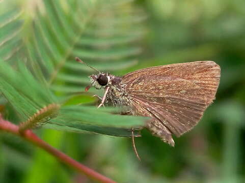 Image of Pygmy Scrub-hopper