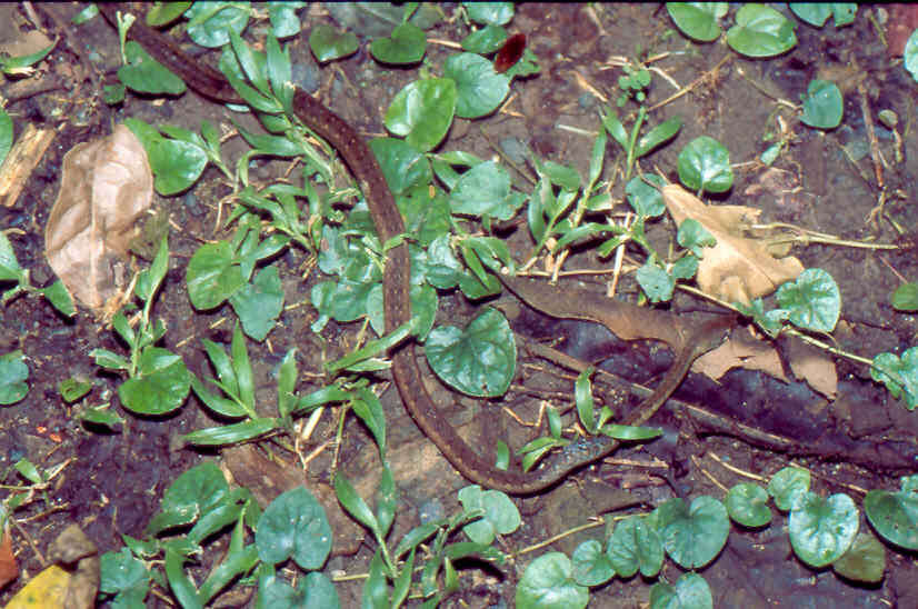 Imagem de Dendrophidion percarinatum (Cope 1893)