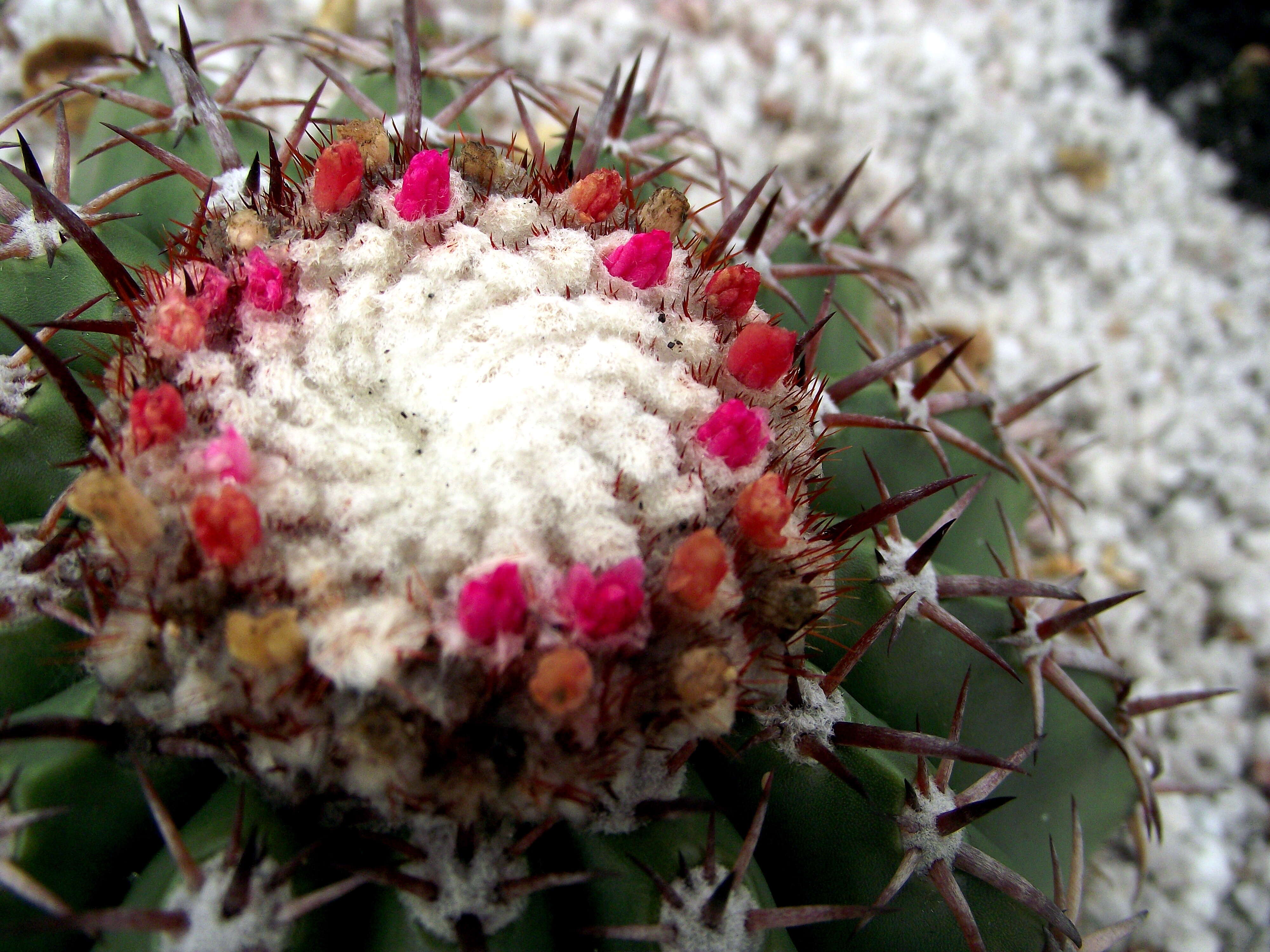 Image of Conelike Turl's-cap Cactus