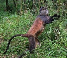 Image of Golden monkey