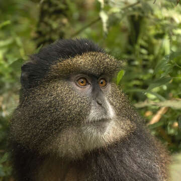 Image of Golden monkey