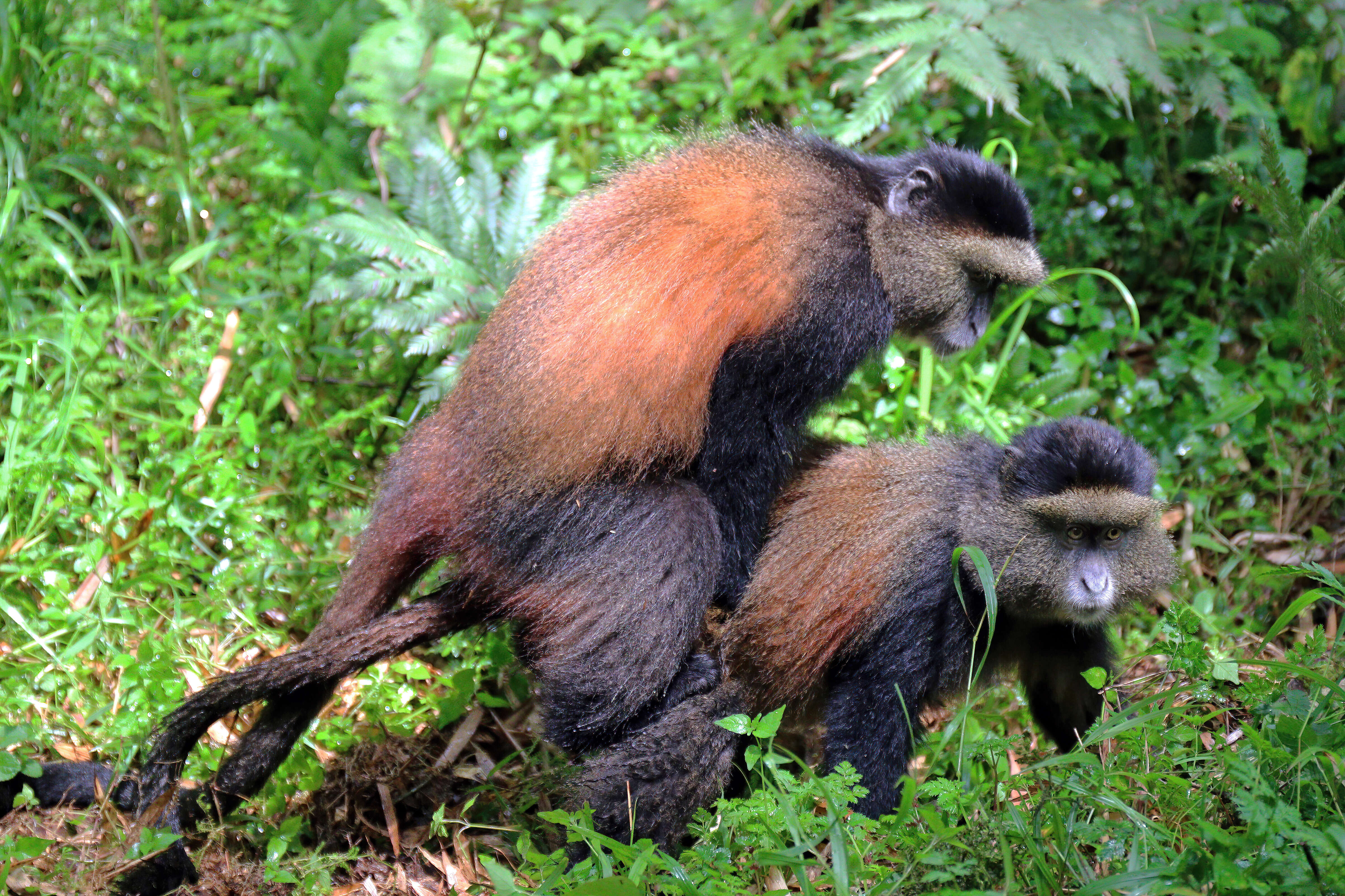 Image of Golden monkey