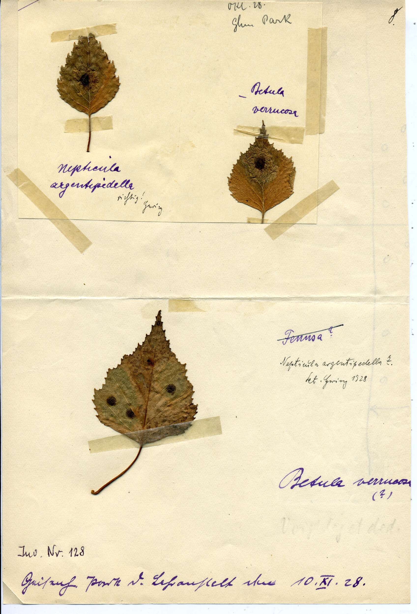 Image of Ectoedemia occultella (Linnaeus 1767) Robinson et al. 1983