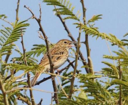 Image of Bush Pipit