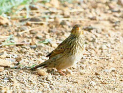 Image of Short-tailed Pipit