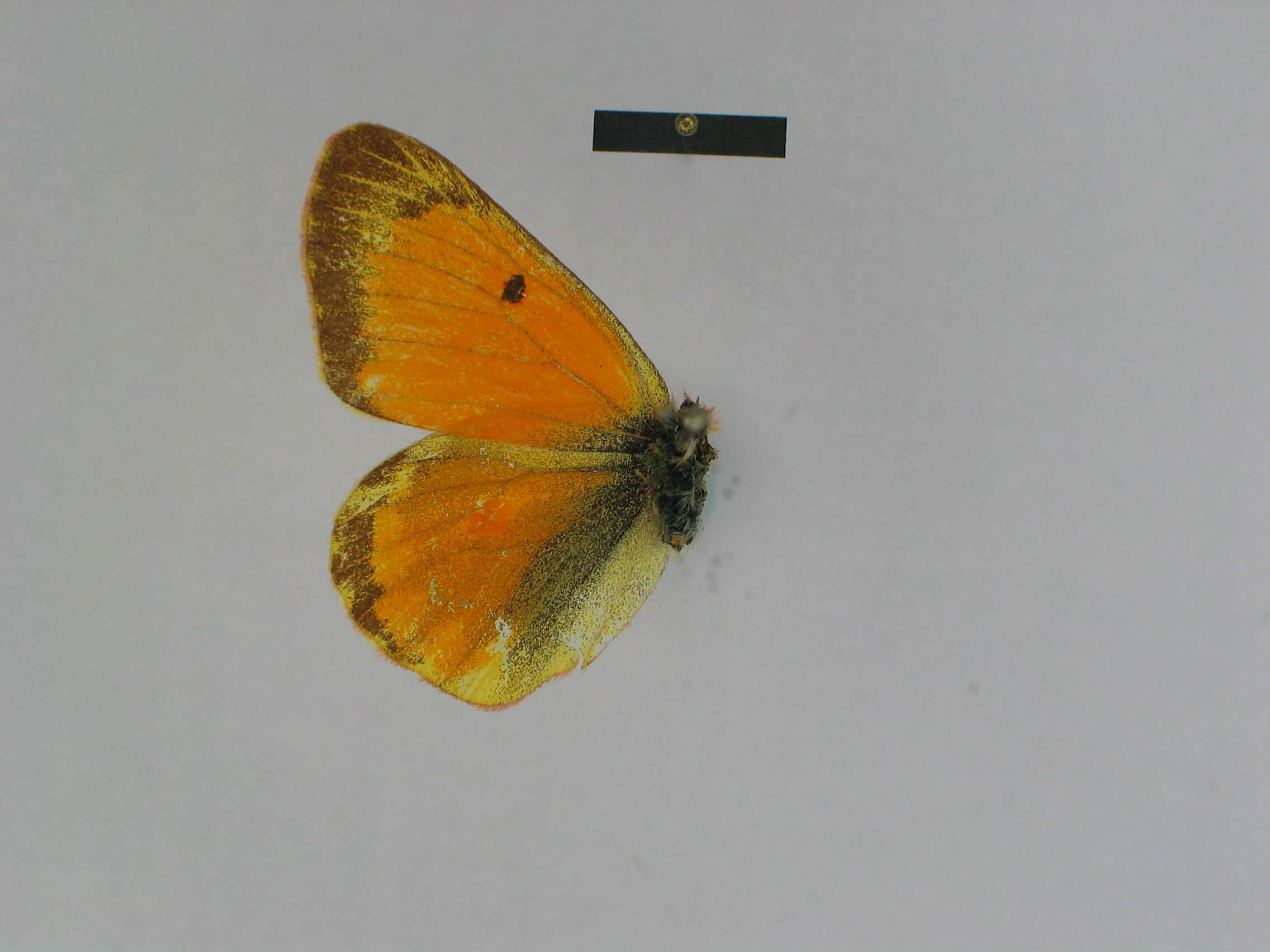 Colias felderi Grum-Grshimailo 1891的圖片