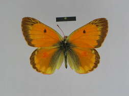 Colias felderi Grum-Grshimailo 1891的圖片