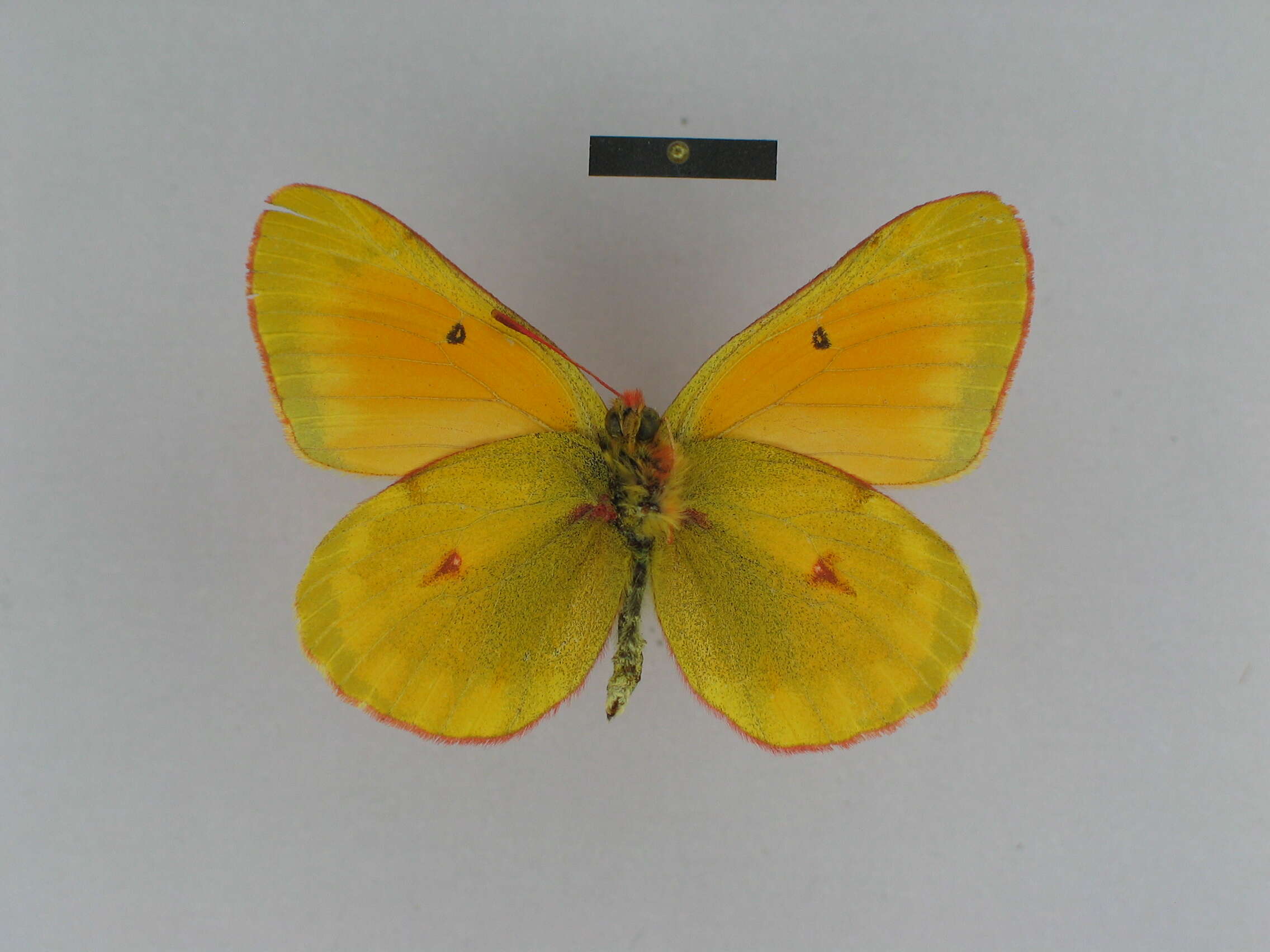 Colias felderi Grum-Grshimailo 1891的圖片