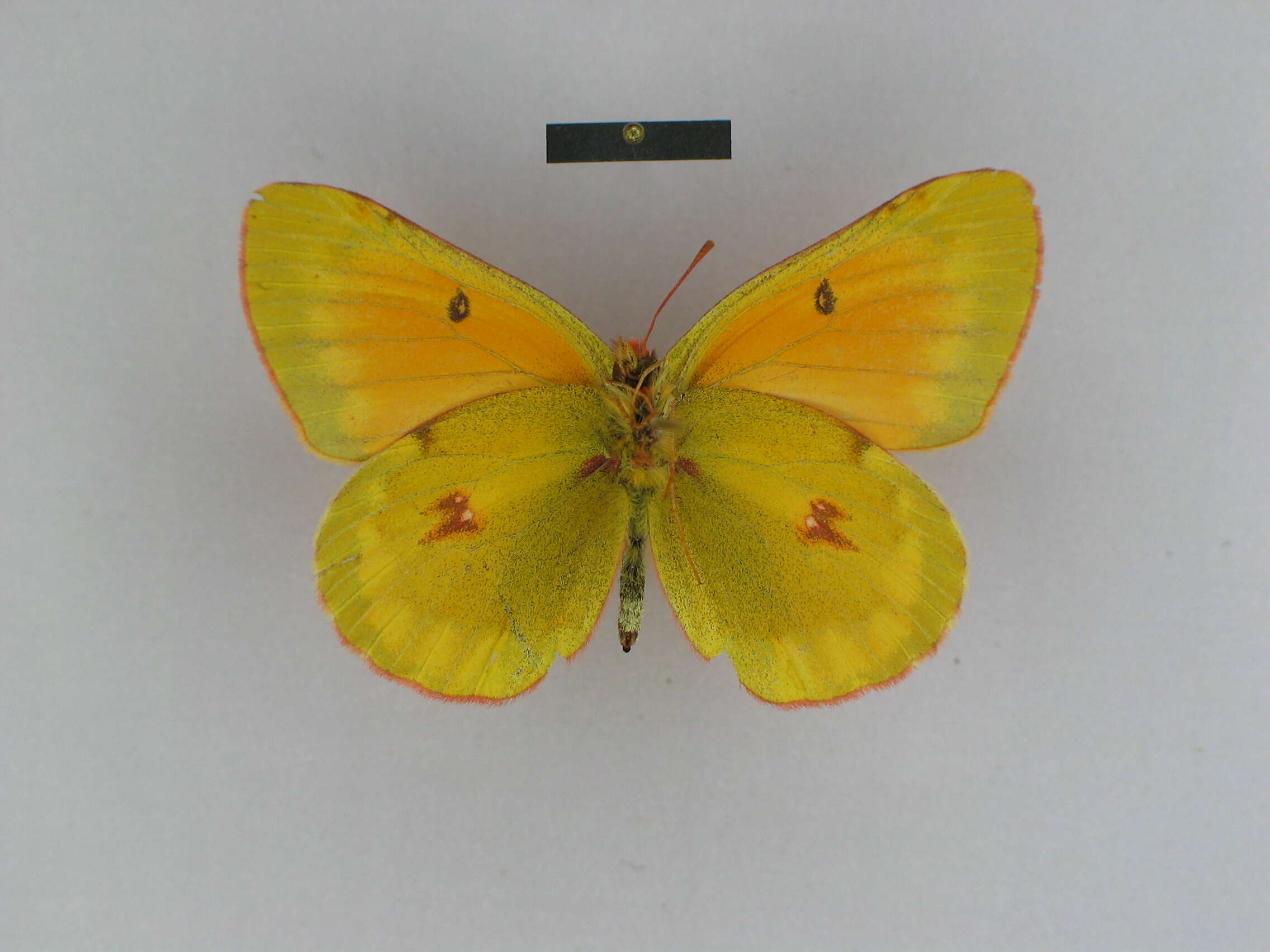 Colias felderi Grum-Grshimailo 1891的圖片