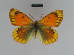 Colias felderi Grum-Grshimailo 1891的圖片