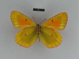 Colias felderi Grum-Grshimailo 1891的圖片