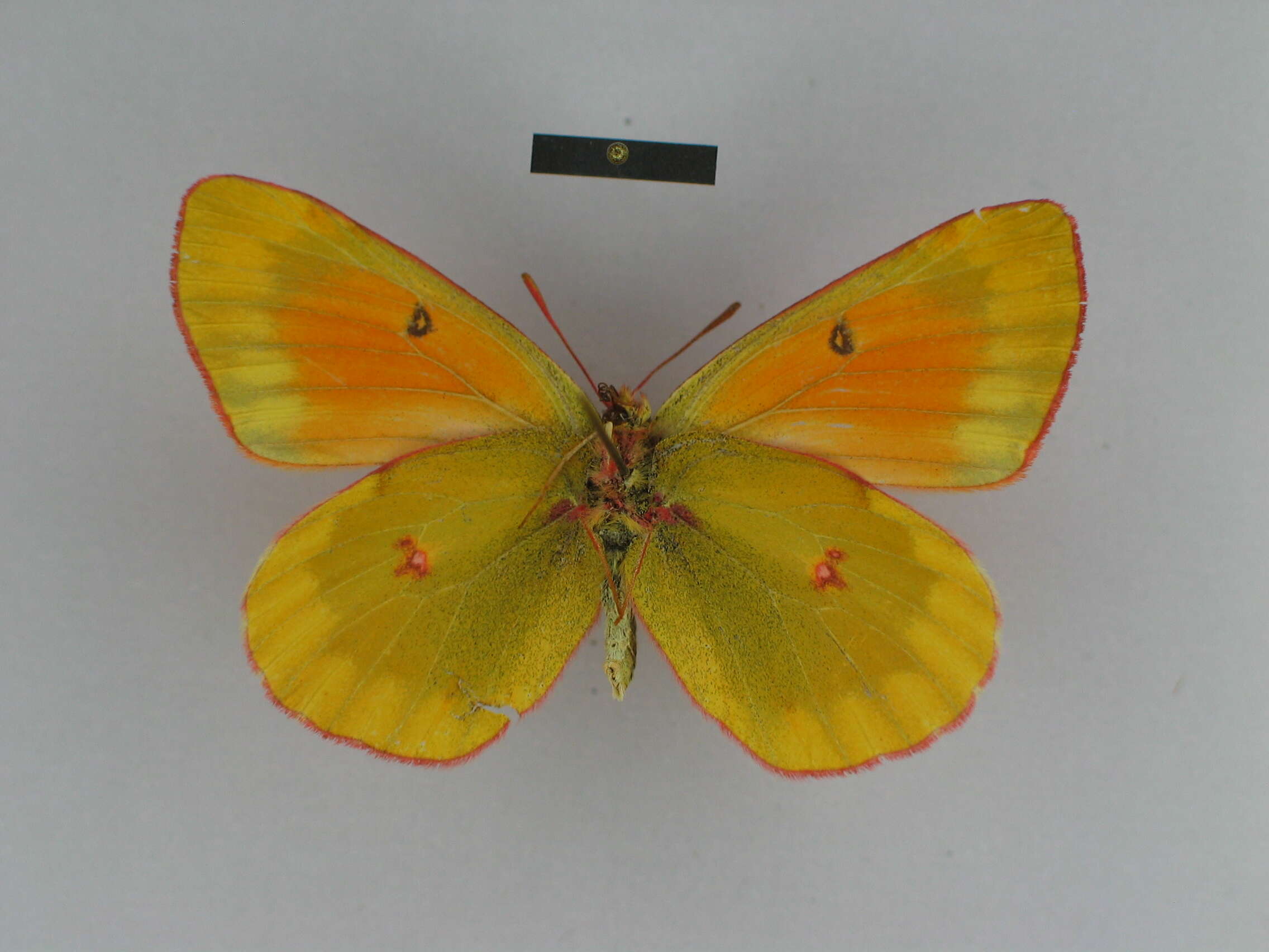 Colias felderi Grum-Grshimailo 1891的圖片