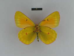 Colias felderi Grum-Grshimailo 1891的圖片