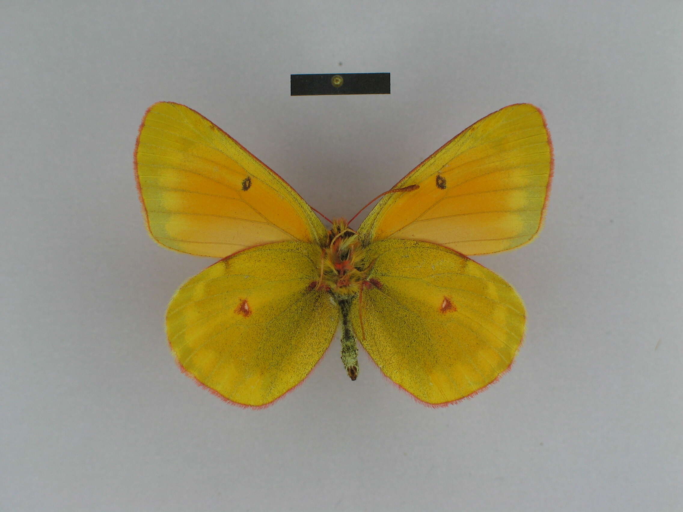 Colias felderi Grum-Grshimailo 1891的圖片