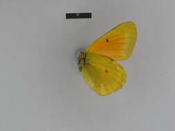 Colias felderi Grum-Grshimailo 1891的圖片