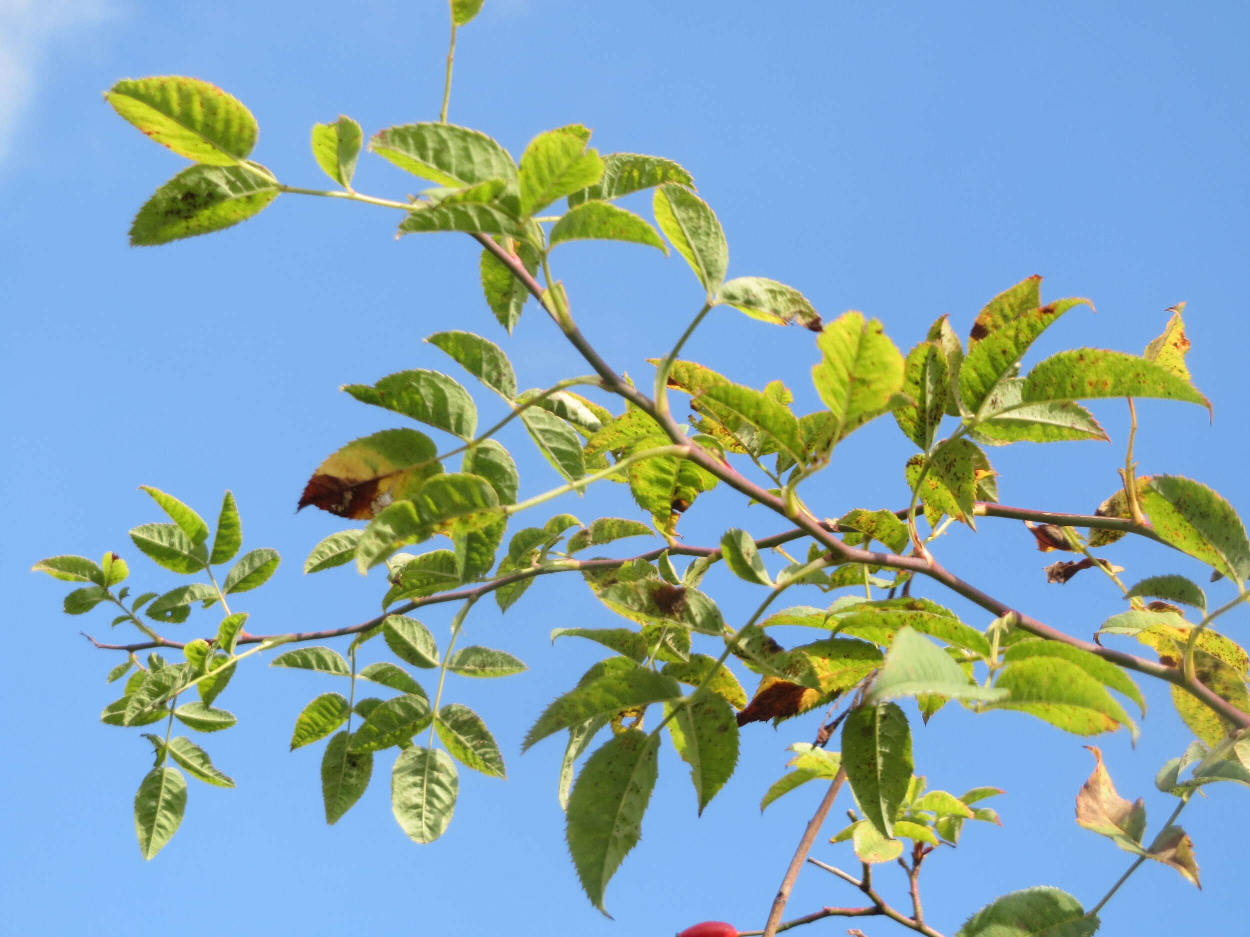 Image of dog rose