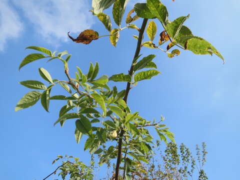 Image of dog rose