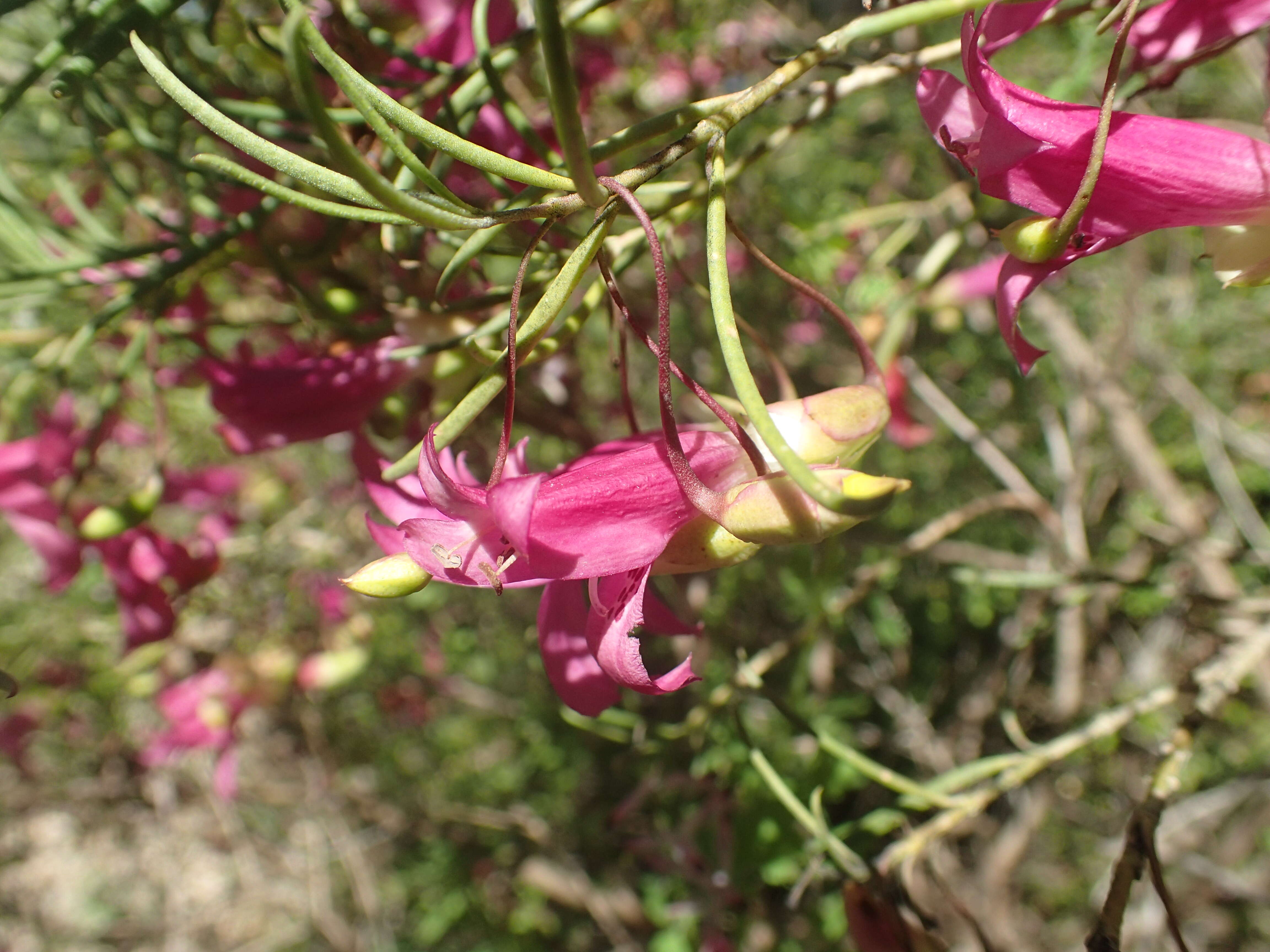 Imagem de Eremophila alternifolia R. Br.