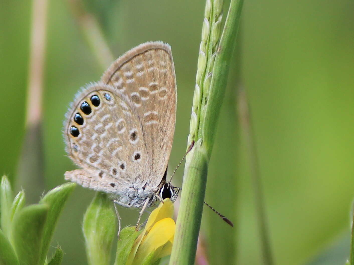 Image of Oriental Grass Jewel